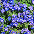 Speedwell Flower Seeds 500pcs – Easy-Grow Veronica Perennials – Drought-Tolerant, Pollinator-Friendly Blooms for Outdoor Planting & Landscaping
