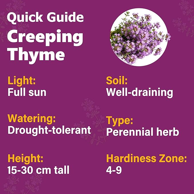 21000+ Creeping Thyme Seeds for Planting Outdoor -Perennial Thymus Serpyllum Magic Carpet Ground Cover Herb Plant in Home Garden Backyard Non-GMO