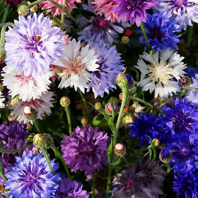 1008+ Dwarf Colorful Cornflower Seeds Perennial, Cornflower Seeds Mix for Planting, Corn Flower Seed Non-GMO Heirloom Plant Seed Gardens Outdoor