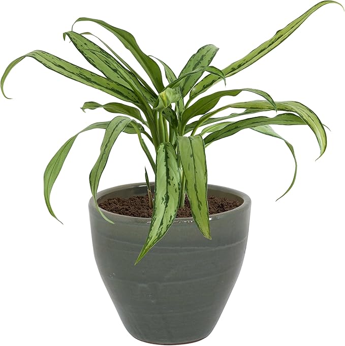 Sunnydaze Large Ceramic Plant Pot - Round Outdoor Glazed Ceramic Planter Pot with Drainage -Resort - Gray - 13.5"