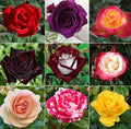 298+ Rose Seeds for Planting Outdoor & Indoor Garden, Perennial Heirloom Open Pollinated Flower Seeds, Non-GMO Hardy Easy Growing for Beginners & Gardeners