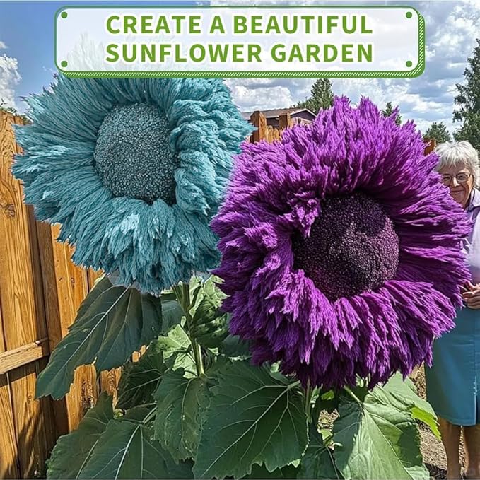 Teddy Bear Sunflower Seeds for Planting - 100 Non-GMO Heirloom Seeds, Fluffy Pom-Pom Blooms, Easy Growing, Attracts Pollinators for Indoor & Outdoor Gardens/Containers