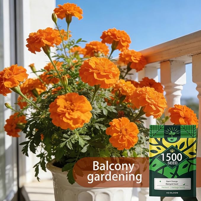 Orange Marigold Seeds for Planting, 1500 Flower Seeds, Pollinator-Friendly, Ideal for Balconies Window Boxes Garden Beds and Edging