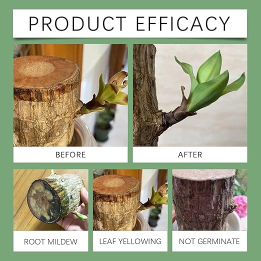 MoonSpry Brazilian lucky wood plant food, lucky bamboo liquid fertilizer,brazilian wood indoor houseplant fertilizer,bamboo indoor plant food,Fertilizantes de brasileña y árbol de la suerte,3pcs*100ml