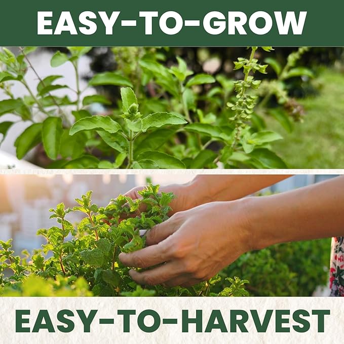 Tulsi Holy Basil – 3,250 Premium Seeds for Planting – Aromatic, Sacred, Vigorous Growth for the 2026 Season – 1 Gram Pouch