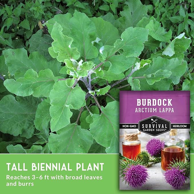 Burdock Root Seeds for Planting – Grow GOBO (Arctium lappa) Heirloom Root Vegetable – Non-GMO Medicinal Herb for Home Gardens – Survival Garden Seeds (3 Packs)