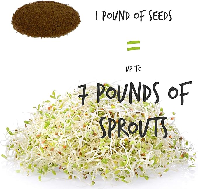Certified Organic Alfalfa Sprouting Seed - 4 Oz - Handy Pantry Brand - High Sprout Germination- Edible Seeds, Gardening, Hydroponics, Growing Salad Sprouts, Planting, Food Storage & More