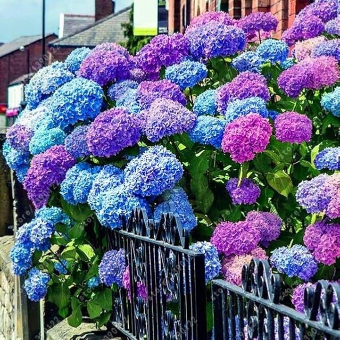 30pcs Blue Pink Purple Hydrangea Seeds - Stunning and Resilient Perennial Flowers for Your Garden