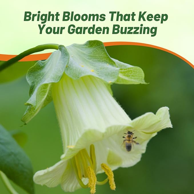 Outsidepride White Cobea Cup and Saucer Vine Seeds - 100 Pcs Perennial Climbing Vine Flower Seeds with Lush Foliage & Large Flowers That Attract Pollinators, for Fences, Trellises, or Walls