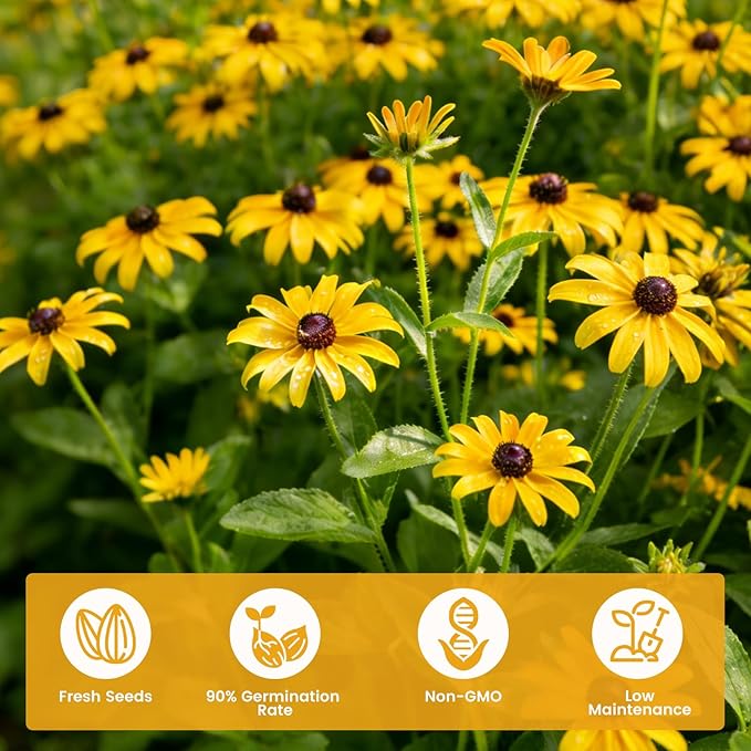 120,000+ Black Eyed Susan Seeds for Planting, Perennial Wildflower Seeds for Pollinator Gardens, Non-GMO Heirloom Flower Seeds to Plant Outside & Inside, Borders, Containers, Rudbeckia hirta