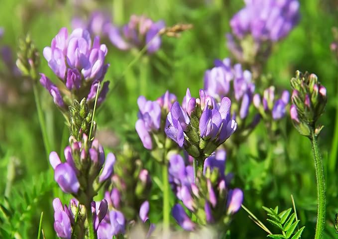 Food to Live - Organic Alfalfa Seeds for Sprouting, 10 Pounds Non-GMO, Edible Seeds, Pure, Vegan, Kosher. Rich in Vitamin K, Vitamin C. High Germitation Rate. Grow Sprouts, and Microgreens for Salads
