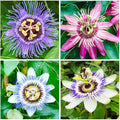 50+Perennial Passiflora Caerulea Passion Flower Seeds for Planting Outdoor-Edible Fruit Plant Attract Butterflies and Bees