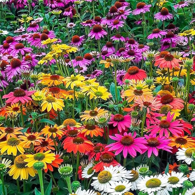 200+ Perennial Mix Echinacea Coneflower Seeds for Planting-Rare Non-GMO Plant Flower Seeds
