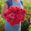 Eden Brothers Zinnia Seeds - Salmon Queen, Non-GMO Seeds for Planting, 1/4 lb | Low-Maintenance Flower Seeds, Plant During Spring, Zones 3, 4, 5, 6, 7, 8, 9, 10