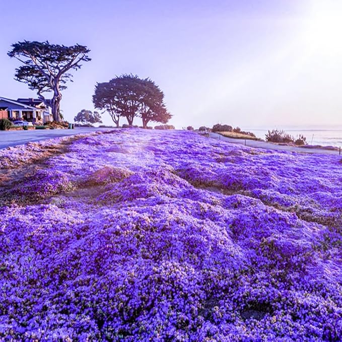 20000+ Creeping Thyme Seeds for Planting Outdoor-Ground Cover Plants Thymus Serpyllum Magic Carpet Plant in Your Home Garden Flowers Non-GMO Heirloom