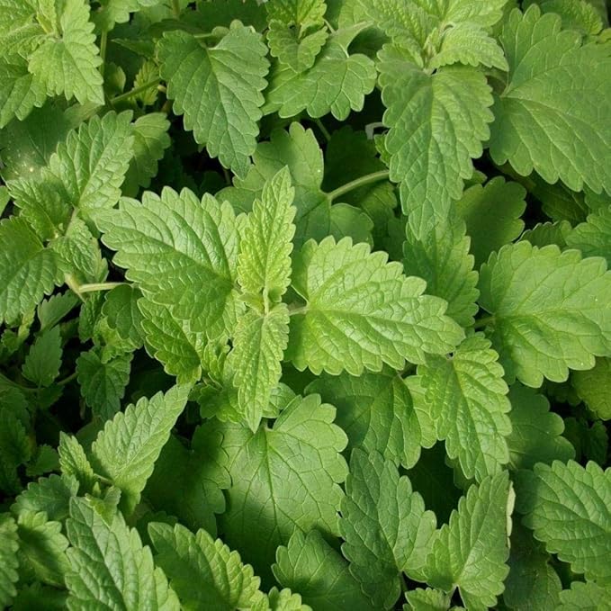Gaea's Blessing Seeds - Catnip Seeds - Non-GMO Heirloom Seeds Nepata Cataria Open-Pollinated - with Easy to Follow Instructions - 90% Germination Rate Net Wt. 1.1g (Pack of 4)