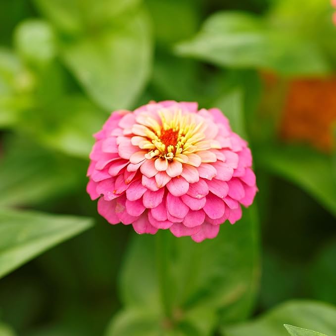 Eden Brothers Zinnia Seeds - Pumila/Cut & Come Again Mix, Non-GMO Seeds for Planting, 1 lb | Low-Maintenance Flower Seeds, Plant During Spring, Zones 3, 4, 5, 6, 7, 8, 9, 10