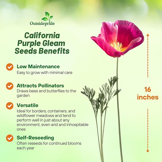 Outsidepride Purple Gleam California Poppy Seeds - 5000 Pcs. Annual, Drought-Tolerant & Easy to Grow Eschscholzia Wildflower Seeds for Vibrant Purple Blooms, Ideal for Borders & Pollinator Gardens