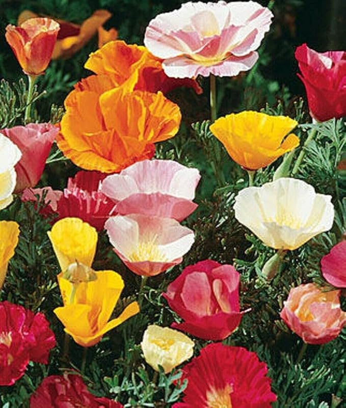 Seeds Oriental Poppy Mix Papaver Perennial Flowers for Planting 1000 Seeds