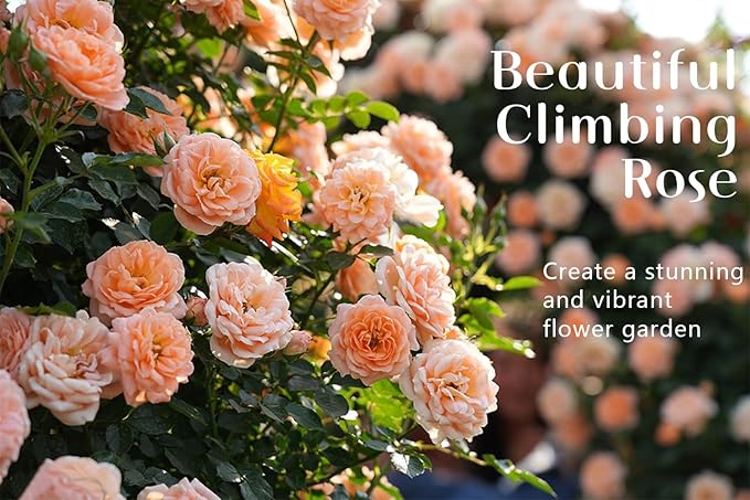 600+ Mix Climbing Rose Seeds for Planting Outdoors Ornamental Vine Rosas Bush Vine Climber Long-Blooming Garden Decoration