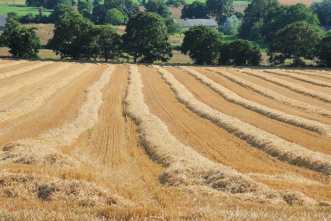 Premium 100% Natural Straw for Animal Bedding, Garden Mulch, Compost & Fertilizer, and Grass Cover (4 lbs)