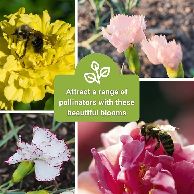 Sow Right Seeds - Chabaud Mix Carnation Seeds for Planting - Non-GMO Heirloom Dianthus Variety Ideal for Outdoor Gardens - Grow Large Carnation Plants - Easy to Sow and Bloom Beautiful Flowers (4)
