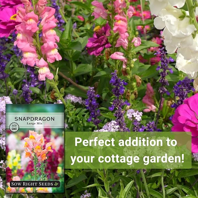 Sow Right Seeds - Large Mixed Snapdragon Flower Seeds for Planting - Non-GMO Heirloom Packet With Instructions to Grow - Fragrant Annual Flower Spikes in a Mix of Colors - Long-Lasting Blooms