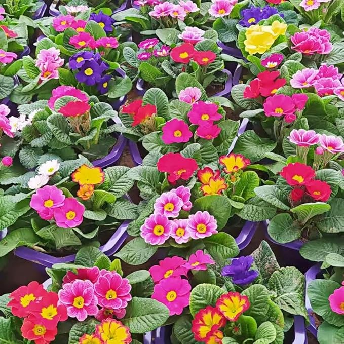 Primula Seeds 200PCS– Vibrant Perennial Flower Seeds for Planting | Early Spring Blooms, Shade-Tolerant, Perfect for Borders, Containers & Rock Gardens