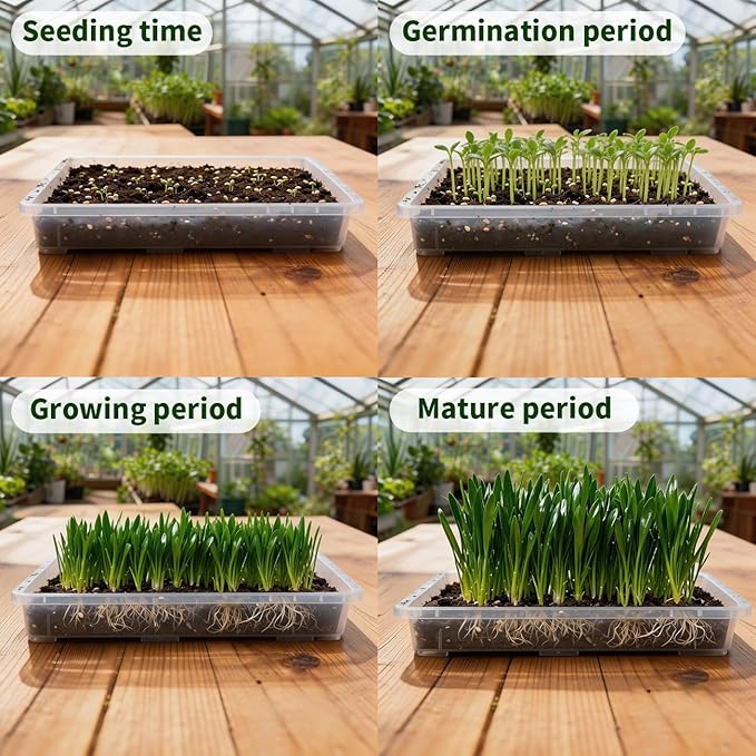 1020 Nursery Pot Trays 5 Pack, Transparent Plastic Flat Seed Starter Tray, Durable Square Seedling Starting Tray for Holding and Carrying Plant Pots (Clear)