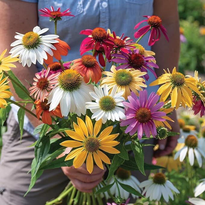 300+ Mixed Color Echinacea Seeds-Perennial Coneflower Seeds-Coneflowers Seed Non-GMO Perennials Plants, Pollinators & Cut Flowers for Garden