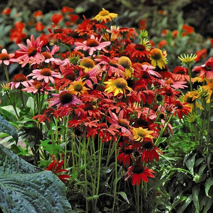 300+ Mixed Color Echinacea Seeds-Perennial Coneflower Seeds-Coneflowers Seed Non-GMO Perennials Plants, Pollinators & Cut Flowers for Garden
