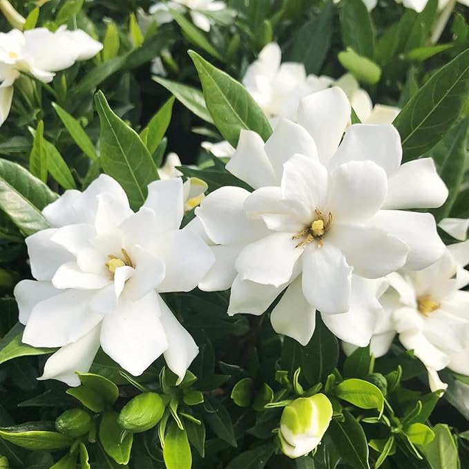 200+ Gardenia Flower Seeds for Planting Outdoors-Perennial Cape Jasmine Flower Fragrant Flowes Plant Home Garden Bonsai