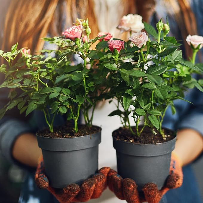 Doter Organic Rose Soil Mix, Indoor Plants Potting Mix for All Potted Rose, Grow Healthy houseplants Indoors