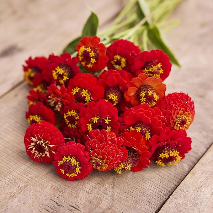 Eden Brothers Zinnia Seeds - Lilliput Redman, Non-GMO Seeds for Planting, Packet | Low-Maintenance Flower Seeds, Plant During Spring, Zones 3, 4, 5, 6, 7, 8, 9, 10