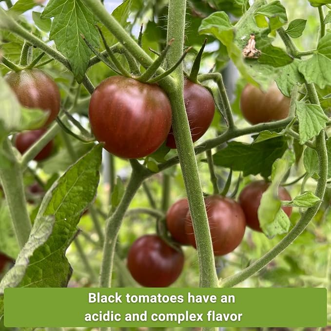 Sow Right Seeds - Black Tomato Seed Collection for Planting - Krim, Brandywine, Cherry, and Beauty Tomatoes - Non-GMO Heirloom Varieties to Plant a Home Vegetable Garden - Savory and Salty Favorites
