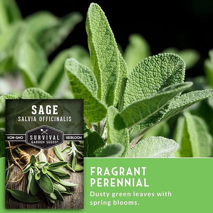 1 Pack Culinary Sage Seed for Planting - Packet with Instructions to Grow Salvia Officinalis Herbs in Your Home Vegetable Garden - Non-GMO Heirloom Variety - Survival Garden Seeds