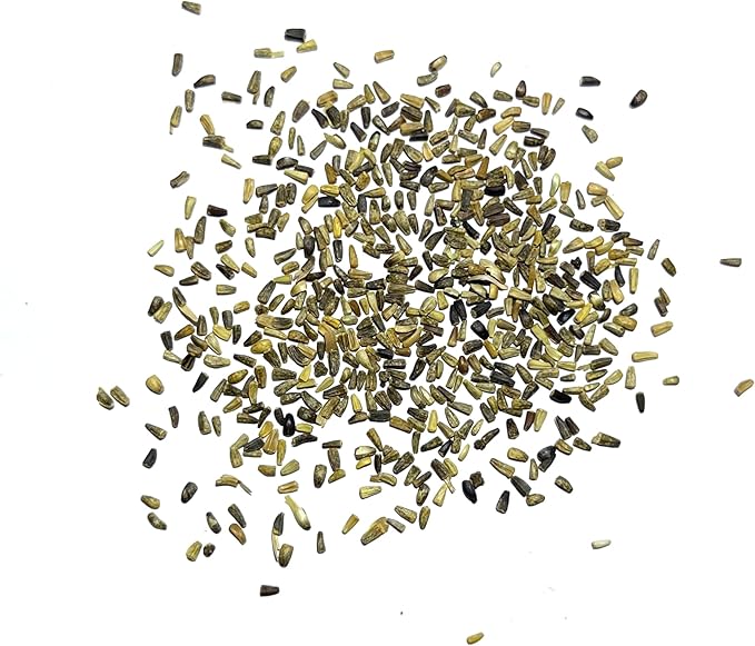 Seed Needs Chicory Seeds for Planting Cichorium intybus - Heirloom & Open Pollinated Wildflowers to Grow a Butterfly Garden that Attracts Butterflies, Bees & Other Pollinators (1 Pack)