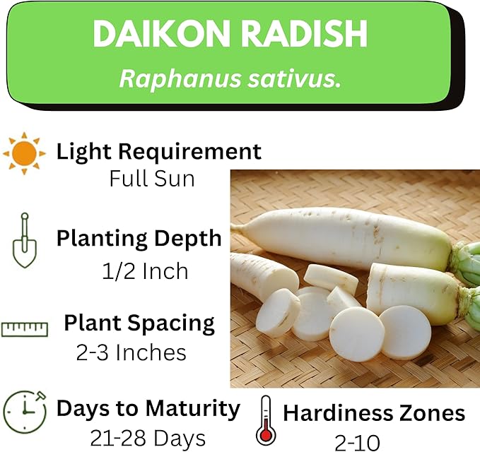 Radish Seeds for Planting – Non-GMO Heirloom Organic Vegetable Seeds – Full Instruction Packets to Plant in Your Home Outdoor Garden – Gardening Gift –100 Daikon Radish Seeds Per Pack (5)
