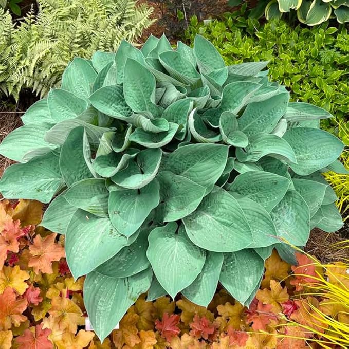 315+ Perennial Mix Color Hosta Seeds for Planting in Outdoor Garden