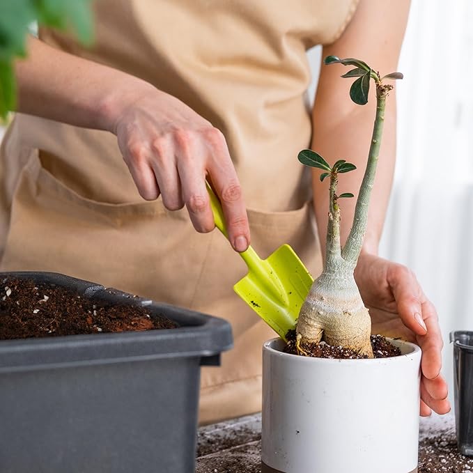 Doter Organic Money Tree Soil Mix 10qt, Indoor Plants Potting Mix for All Potted Money Tree, Grow Healthy houseplants Indoors