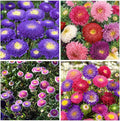 1000+ Perennial Mix Aster Flower Seeds for Planting Outdoors-Attracts Bees&Butterflies Fragrant Butterfly﻿
