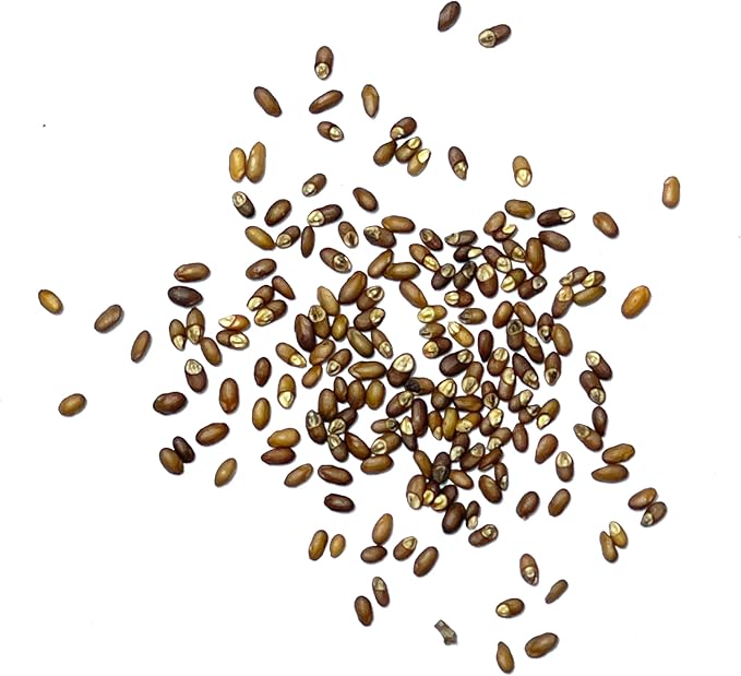 Seed Needs Rosemary Seeds for Planting - Non-GMO Heirloom & Untreated Perennial Herbs to Plant a Medicinal & Culinary Kitchen Garden Indoors or Outdoors (2 Packs)