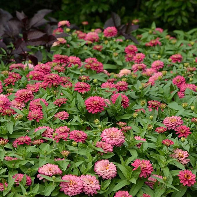 Eden Brothers Zinnia Seeds - Double Zahara Salmon, Non-GMO Seeds for Planting, Packet | Low-Maintenance Flower Seeds, Plant During Spring, Zones 2, 3, 4, 5, 6, 7, 8, 9, 10, 11