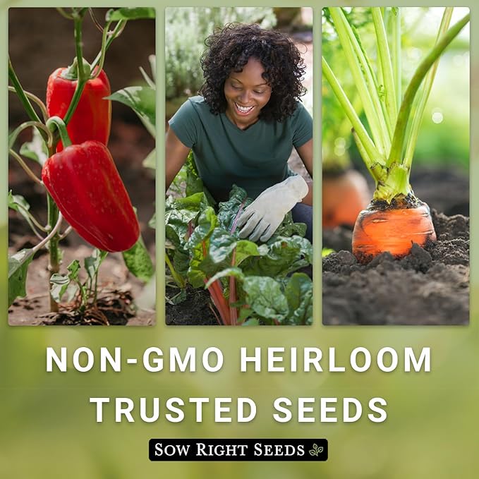 Sow Right Seeds - Black Beauty Eggplant Seed for Planting - Non-GMO Heirloom Packet with Instructions to Plant an Outdoor Home Vegetable Garden - Large Round Fruits, Deep Purple Variety (3)