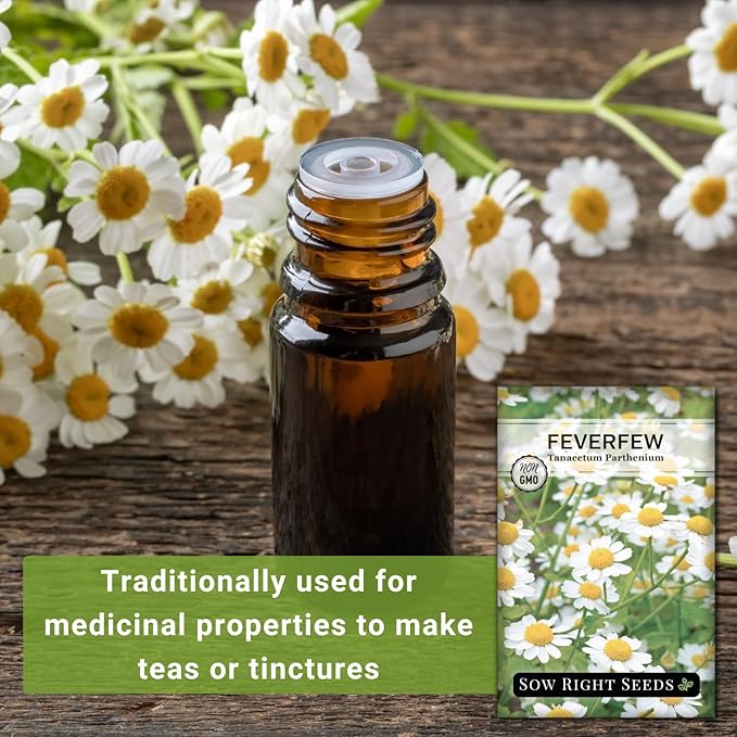 Sow Right Seeds - Feverfew Seeds for Planting - Non-GMO Heirloom Packet with Instructions to Plant an Outdoor or Indoor Herb Garden - Traditional Medicinal Herb, Make Tea & Extract for Migraines (1)