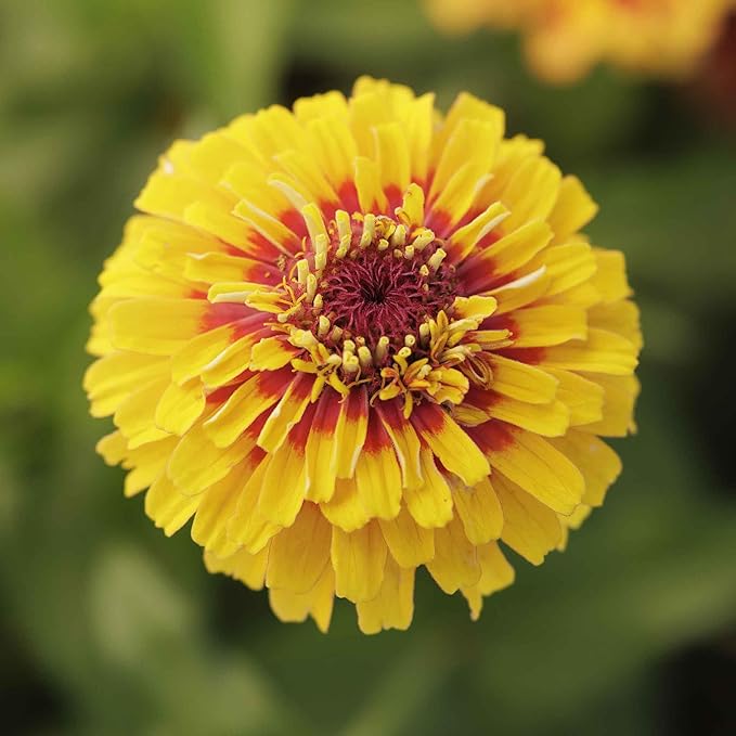 Eden Brothers Zinnia Seeds - Macarenia