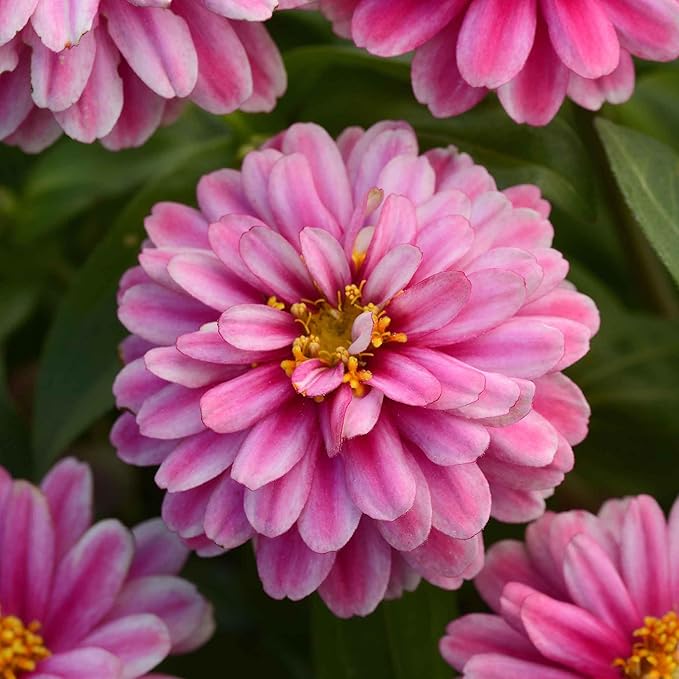 Eden Brothers Zinnia Seeds - Zahara Double Raspberry Ripple, Non-GMO Seeds for Planting, Packet | Low-Maintenance Flower Seeds, Plant During Spring, Zones 3, 4, 5, 6, 7, 8, 9, 10
