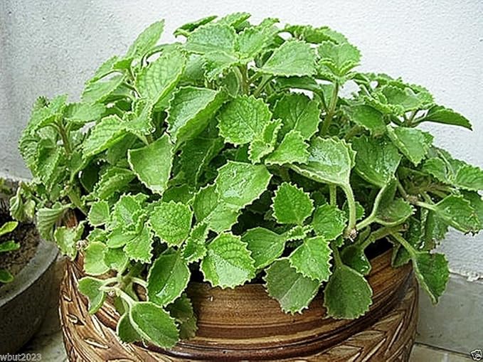 200 Seedsv Ajwain Herb Plant Seed- Carom, Ethiopian Cumin- Medical/culinary Herb- Ez to Grow