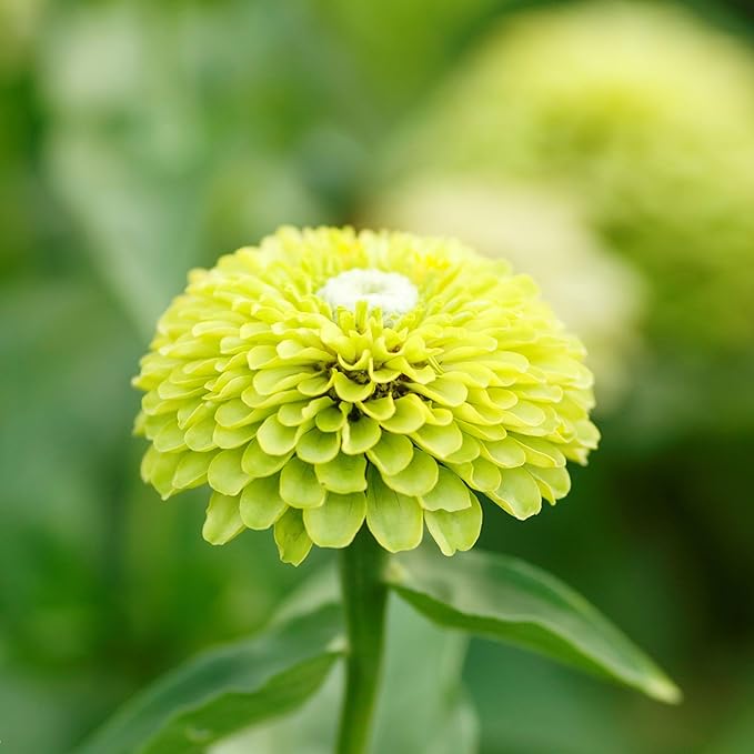 Eden Brothers Zinnia Seeds - Envy, Non-GMO Seeds for Planting, 1/4 lb | Low-Maintenance Flower Seeds, Plant During Spring, Zones 3, 4, 5, 6, 7, 8, 9, 10