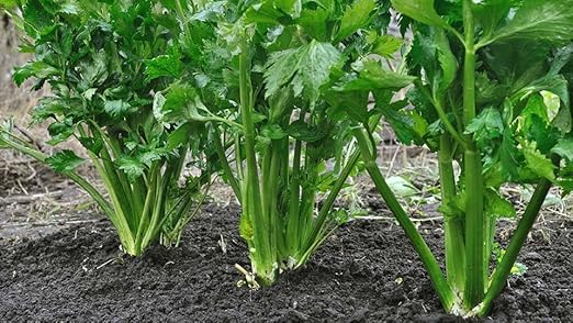 Organic Seedling Fertilizer 1 Gal, CDFA Organic Registered. Plant Care Fertilizer for Vegetable Gardens Like Tomato, Cucumber, Beans, Carrots and All Other Plants
